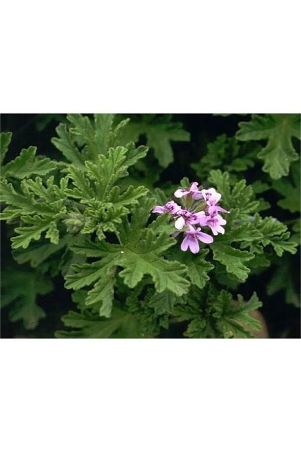 Videolu Itır Sardunya Fidanı 20-40 Cm Saksılı Çiçekli Bodur Bitkiler Geranium - 2