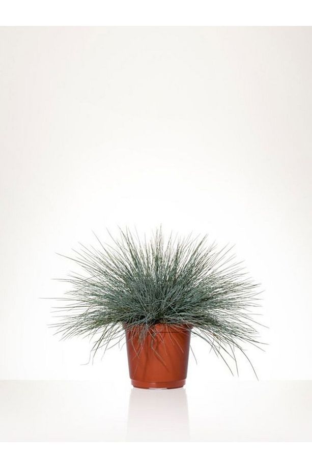 Videolu Mavi Osmanlı Çimi Fidanı 3 Adet Saksılı 20-40 Cm Bahçe Bitkisi (FESTUCA GLAUCA) - 2