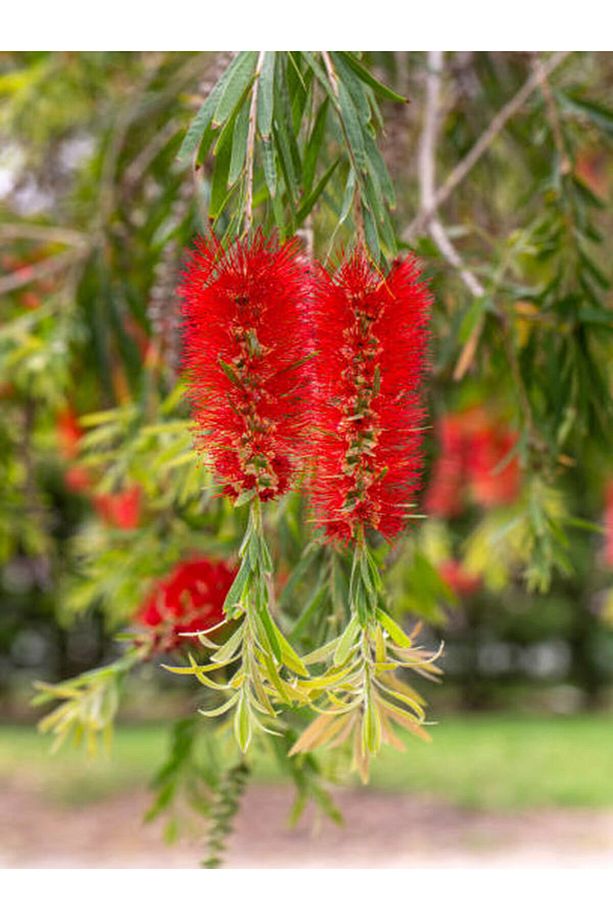 Videolu Canlı Kırmızı 1 Adet Fırça Çalısı Çiçeği Fidanı 60-80cm Saksılı (BOTTLEBRUSH) - 7