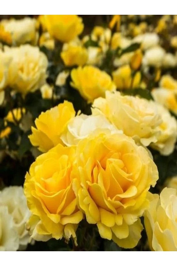 Videolu Sarı Renkli 1 Adet Bulgar Gülü Çiçeği Fidanı 30-60cm Saksılı (BULGARİAN ROSE SAPLİNG) - 2