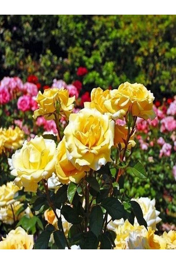Videolu Sarı Renkli 1 Adet Bulgar Gülü Çiçeği Fidanı 30-60cm Saksılı (BULGARİAN ROSE SAPLİNG) - 4