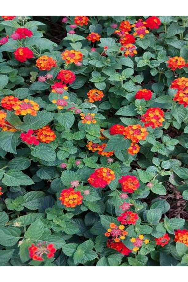 Videolu Sarı Turuncu Bodur Ağaç Minesi 1 Adet Saksılı 30-50 Cm Bahçe Bitkisi (LANTANA CAMARA) - 5