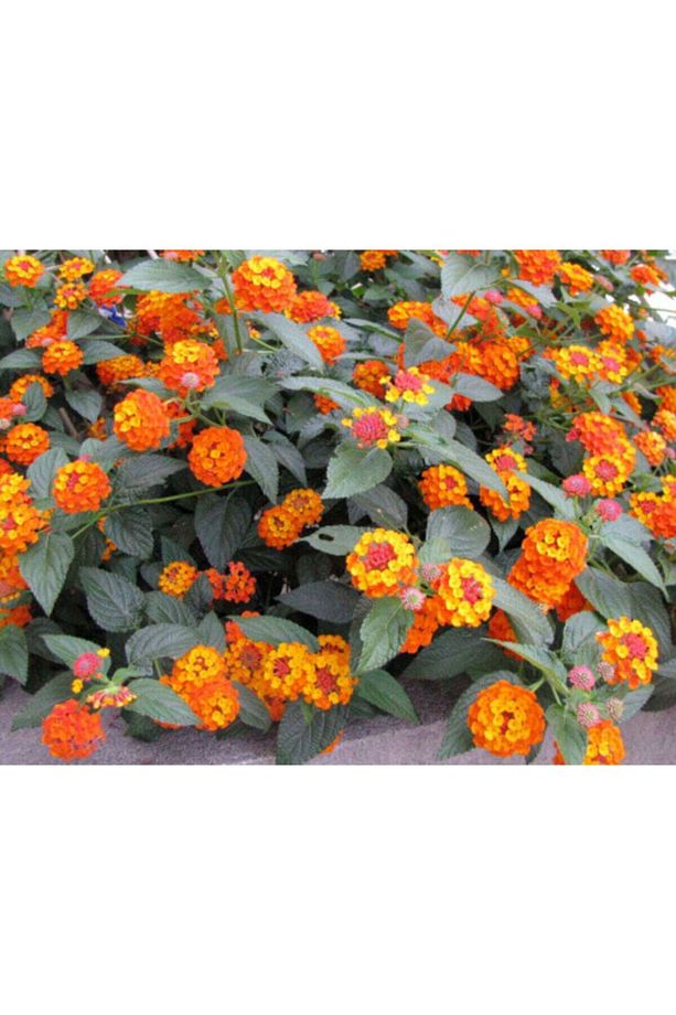 Videolu Sarı Turuncu Bodur Ağaç Minesi 1 Adet Saksılı 30-50 Cm Bahçe Bitkisi (LANTANA CAMARA) - 3