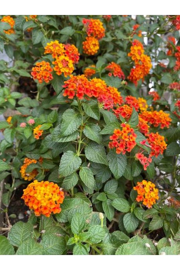 Videolu Sarı Turuncu Bodur Ağaç Minesi 1 Adet Saksılı 30-50 Cm Bahçe Bitkisi (LANTANA CAMARA) - 1