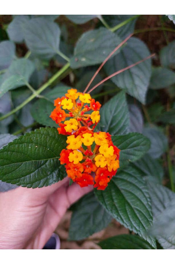 Videolu Sarı Turuncu Bodur Ağaç Minesi 1 Adet Saksılı 30-50 Cm Bahçe Bitkisi (LANTANA CAMARA) - 2