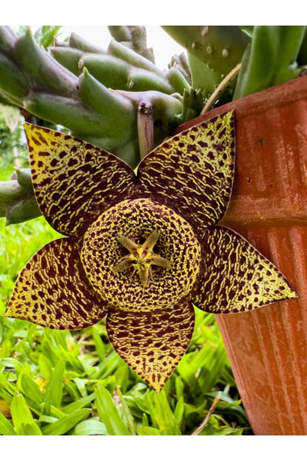 Videolu Leş Kaktüs Çiçeği Fidanı 10-20 Cm Saksılı Çiçekli Bodur Bitkiler Stapelia Variegata - 1