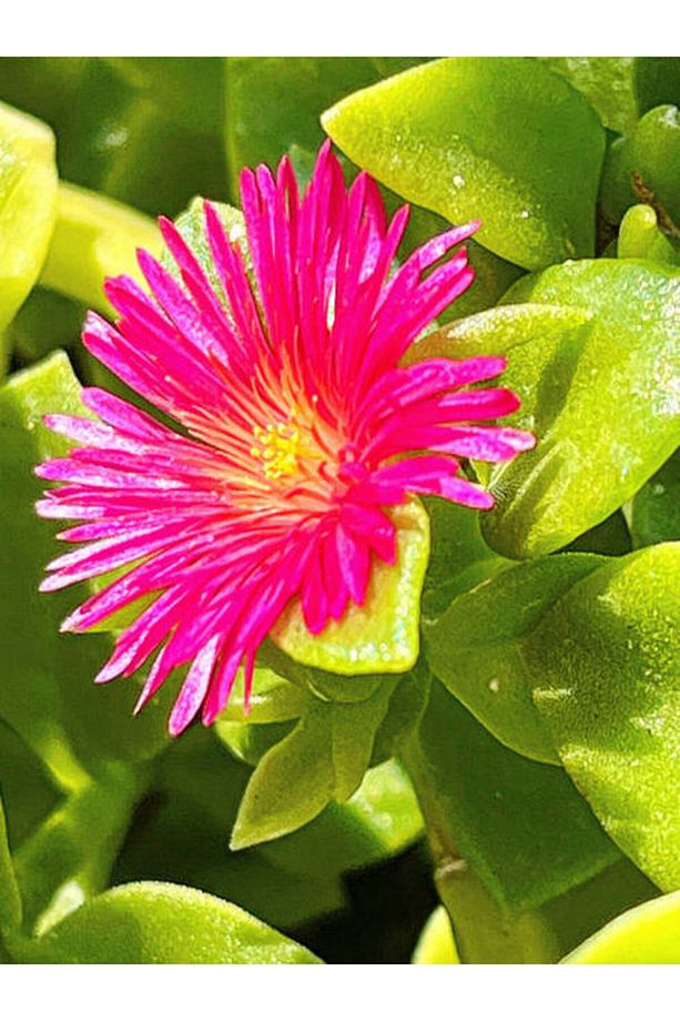 Videolu Pembe Buz Çiçeği Fidesi 40 Adet Saksılı/ Tüplü 5-10 Cm Yer Örtücü Bitki (DELOSPERMA) - 4