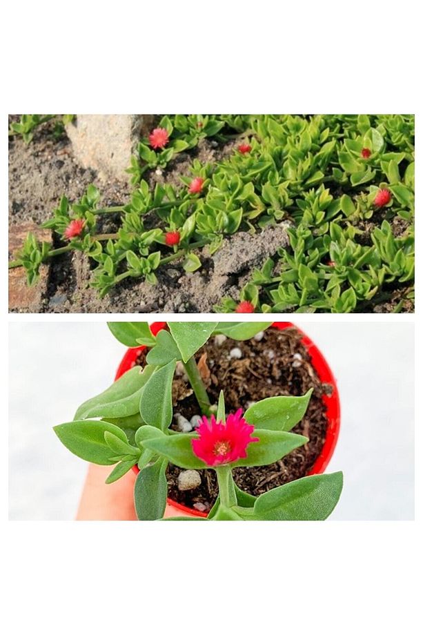 Videolu Buz Çiçeği Mezar Yer Örtücü Bitki 25 Adet Tüplü Sarılıcı Yaz Kış Yeşil (DELOSPERMA) - 2