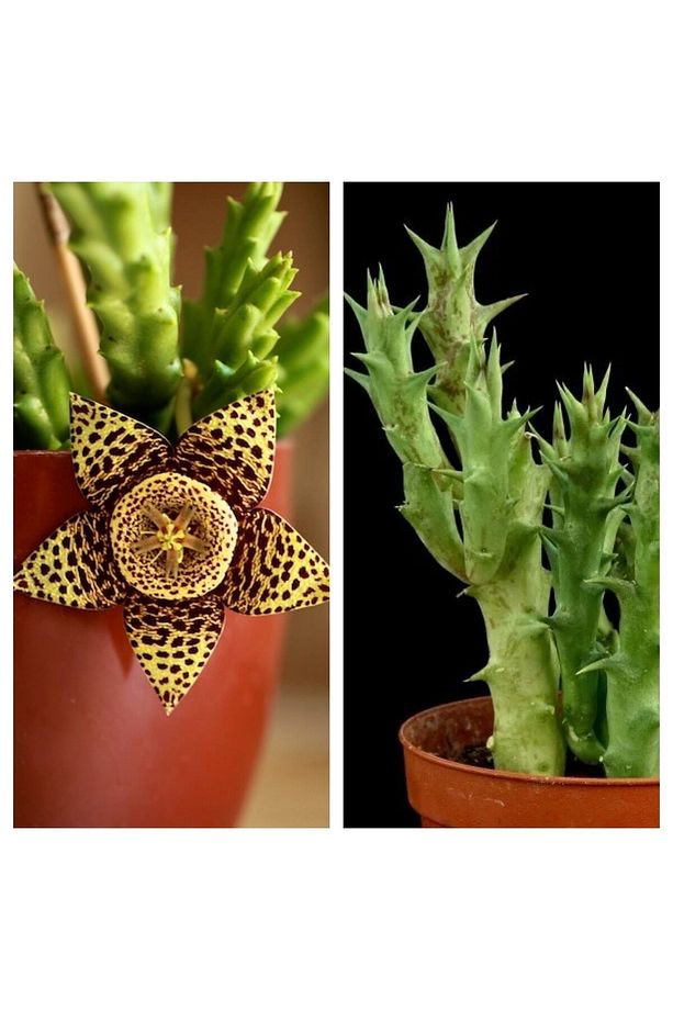 Videolu Leş Kaktüs Çiçeği Fidanı 10-20 Cm Saksılı Çiçekli Bodur Bitkiler Stapelia Variegata - 2