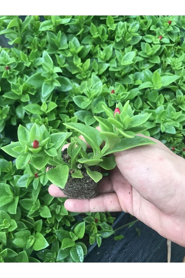 Videolu Pembe Buz Çiçeği Fidesi 40 Adet Saksılı/ Tüplü 5-10 Cm Yer Örtücü Bitki (DELOSPERMA) - 1