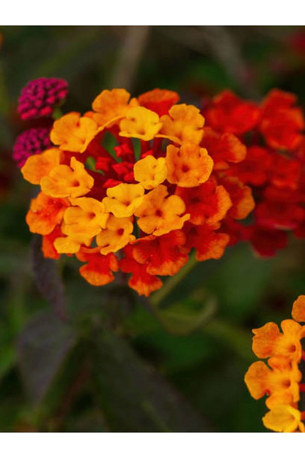Videolu Sarı Turuncu Bodur Ağaç Minesi 1 Adet Saksılı 35-50 Cm Bahçe Bitkisi (LANTANA CAMARA) - 3