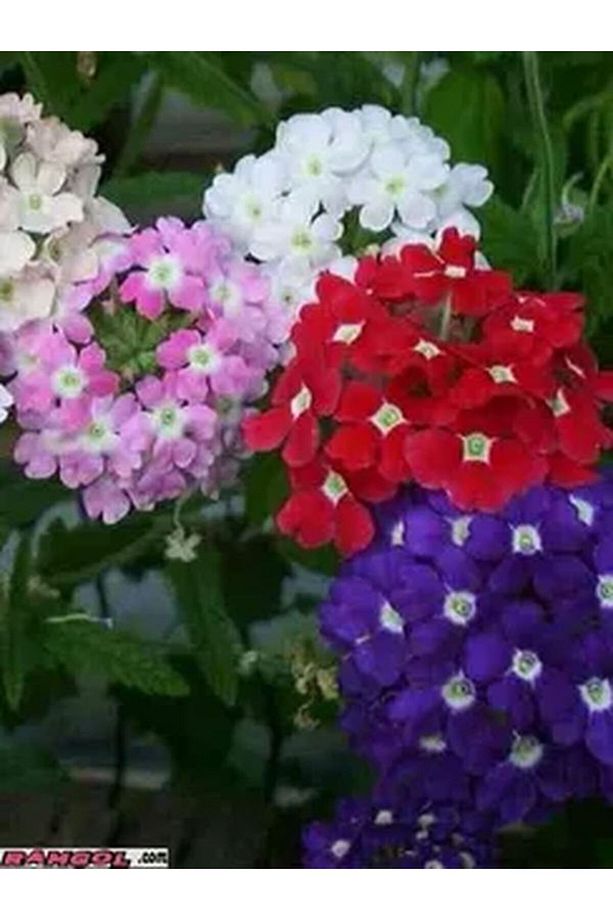 Videolu 1 Adet Çalı Minesi Sarı/pembe Çiçeği Fidanı 15-25 Cm Saksılı Çiçekli Bodur Lantana Camara - 4