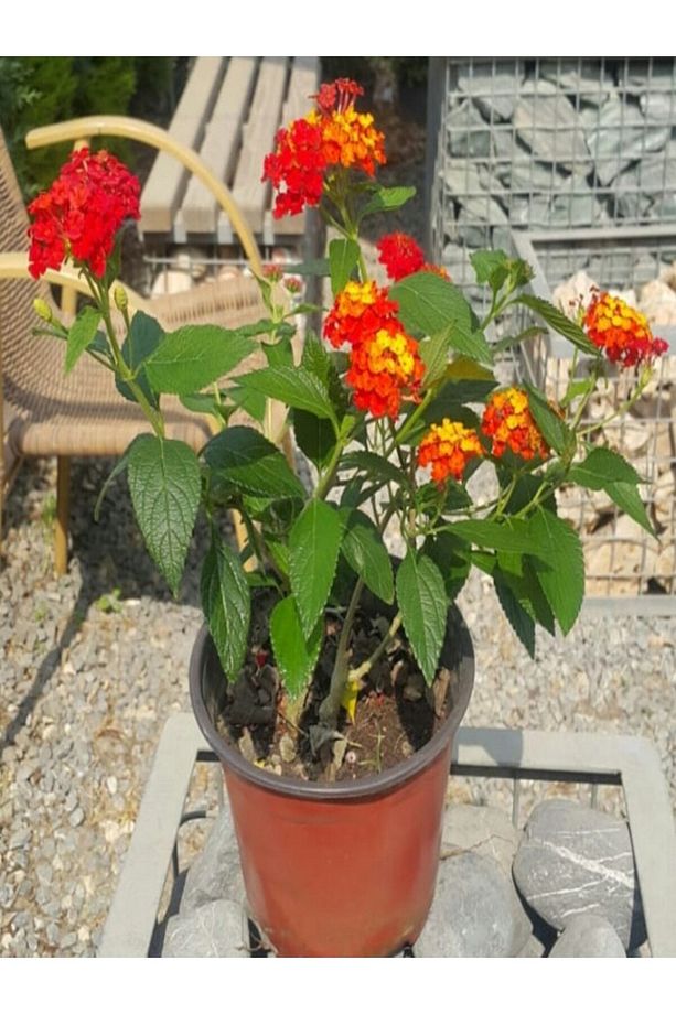 Videolu 1 Adet Çalı Minesi Sarı/pembe Çiçeği Fidanı 15-25 Cm Saksılı Çiçekli Bodur Lantana Camara - 5