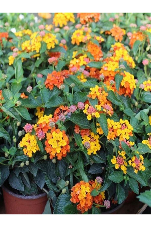 Videolu Sarı Turuncu Bodur Ağaç Minesi 1 Adet Saksılı 35-50 Cm Bahçe Bitkisi (LANTANA CAMARA) - 6