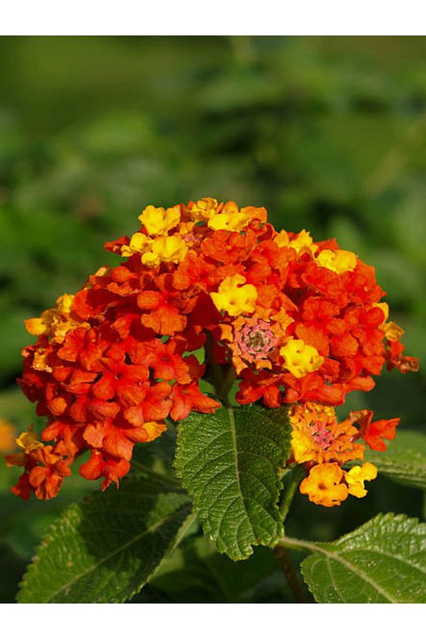 Videolu Sarı Turuncu Bodur Ağaç Minesi 1 Adet Saksılı 35-50 Cm Bahçe Bitkisi (LANTANA CAMARA) - 1