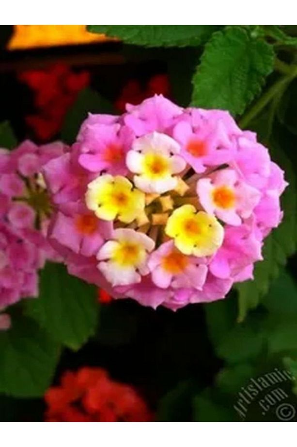 Videolu 1 Adet Çalı Minesi Sarı/pembe Çiçeği Fidanı 15-25 Cm Saksılı Çiçekli Bodur Lantana Camara - 1