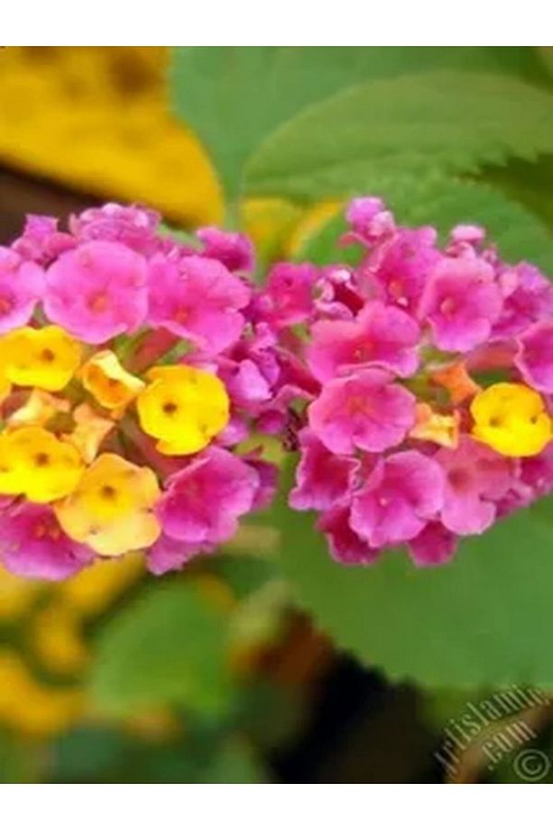 Videolu 1 Adet Çalı Minesi Sarı/pembe Çiçeği Fidanı 15-25 Cm Saksılı Çiçekli Bodur Lantana Camara - 2