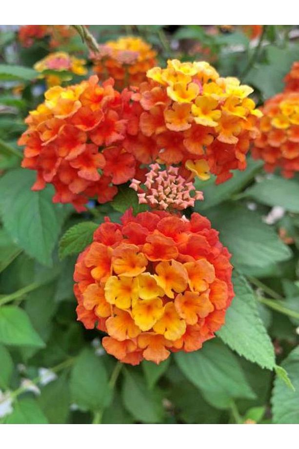 Videolu Sarı Turuncu Bodur Ağaç Minesi 1 Adet Saksılı 35-50 Cm Bahçe Bitkisi (LANTANA CAMARA) - 5