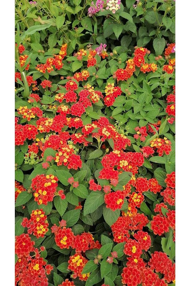 Videolu 1 Adet Çalı Minesi Sarı/pembe Çiçeği Fidanı 15-25 Cm Saksılı Çiçekli Bodur Lantana Camara - 3