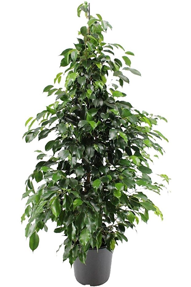 Benjamin Ficus Çiçeği - 1
