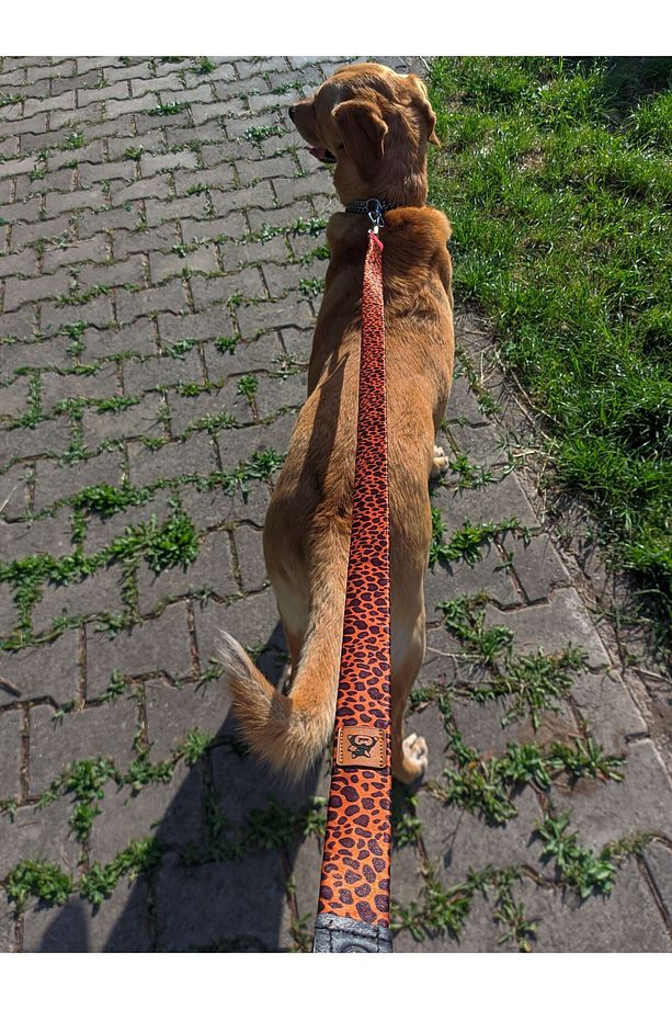 Leopard Köpek Boyun Tasması ve Gezdirme Sevk Kayış Seti (Fular hediyeli) - 5
