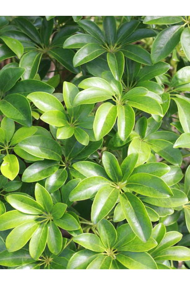Videolu Tek Dal Şeflera Çiçeği 30-60 Cm Saksılı Iç Mekan Bitkileri (SCHEFFLERA) - 4