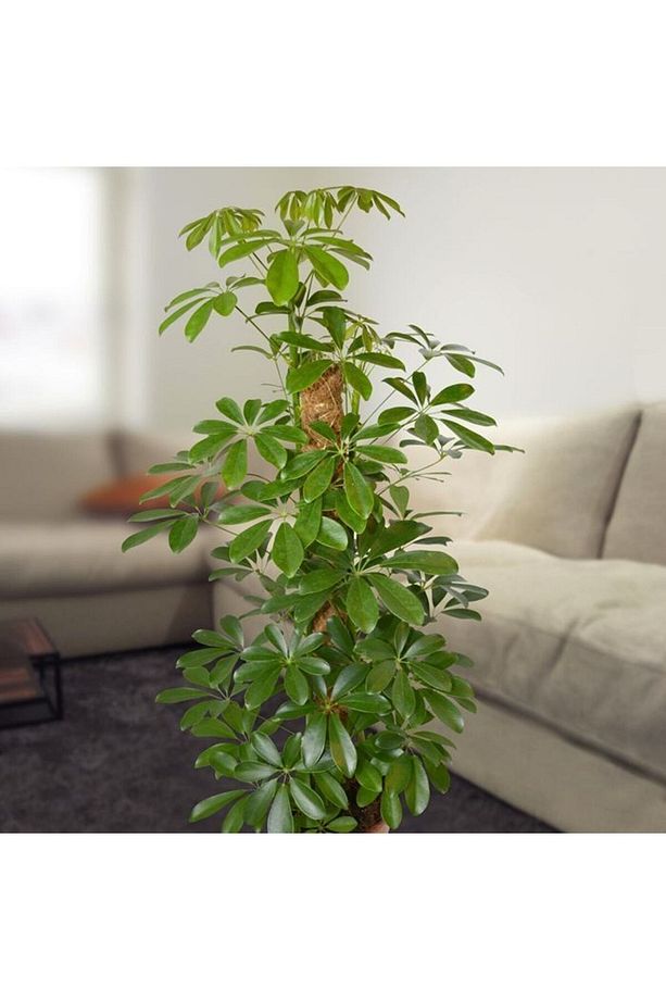 Videolu Tek Dal Şeflera Çiçeği 30-60 Cm Saksılı Iç Mekan Bitkileri (SCHEFFLERA) - 3
