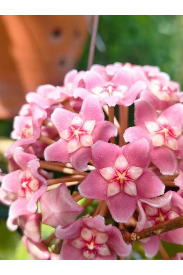 Videolu Kokulu Mum Çiçeği Bitkisi 4 Adet Saksılı 10-20cm Iç Mekan Salon Bitkisi (HOYA) - 5