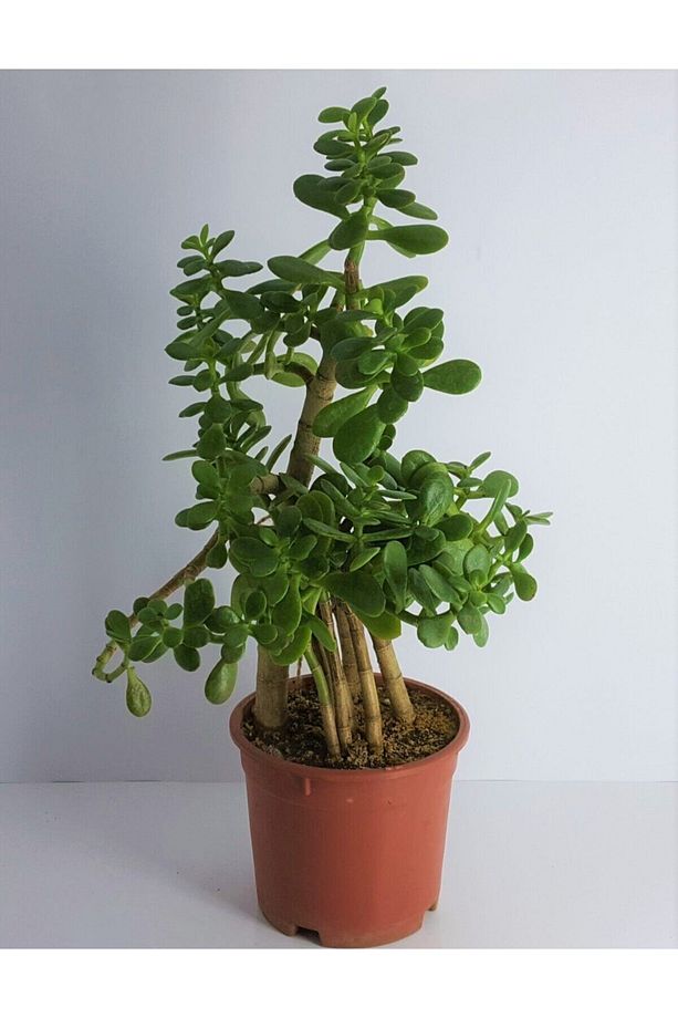 Bonsai Crassula Ovata Para Bereket Ağacı 10yaş - 1