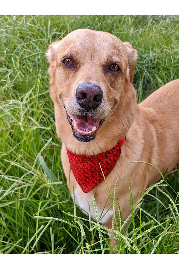 Redd Köpek Boyun Tasması ve Gezdirme Sevk Kayış Seti (Fular hediyeli) - 3