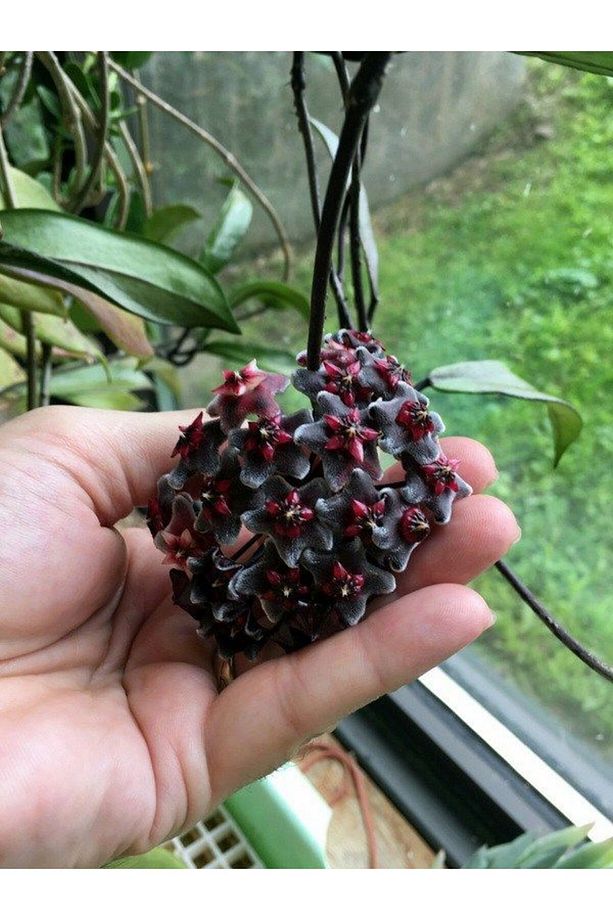 Videolu Kokulu Mum Çiçeği Bitkisi 4 Adet Saksılı 10-20cm Iç Mekan Salon Bitkisi (HOYA) - 3