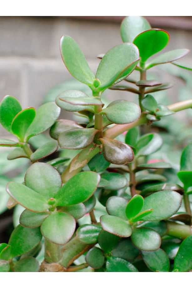 Bonsai Crassula Ovata Para Bereket Ağacı 10yaş - 5