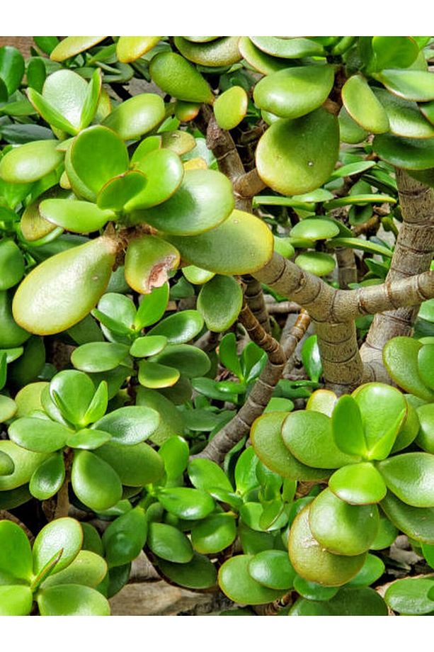 Bonsai Crassula Ovata Para Bereket Ağacı 10yaş - 4