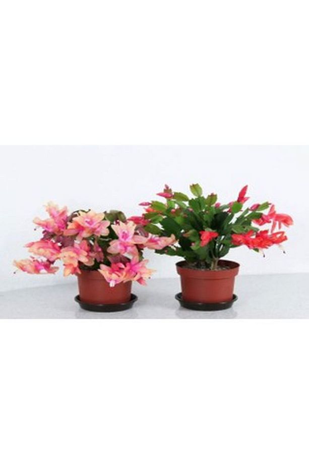 Videolu Yılbaşı Çiçeği Karışık Renk 4 Adet Mini Saksıda 10-15cm Iç Mekan Bitkisi (RHİPSALİDOPSİS) - 4