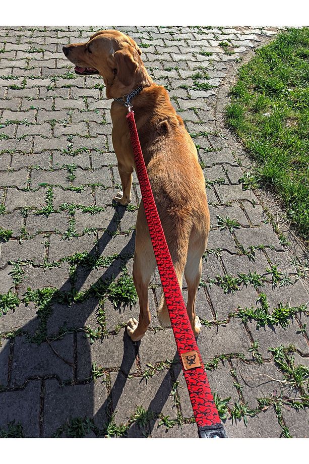 Redd Köpek Boyun Tasması ve Gezdirme Sevk Kayış Seti (Fular hediyeli) - 4