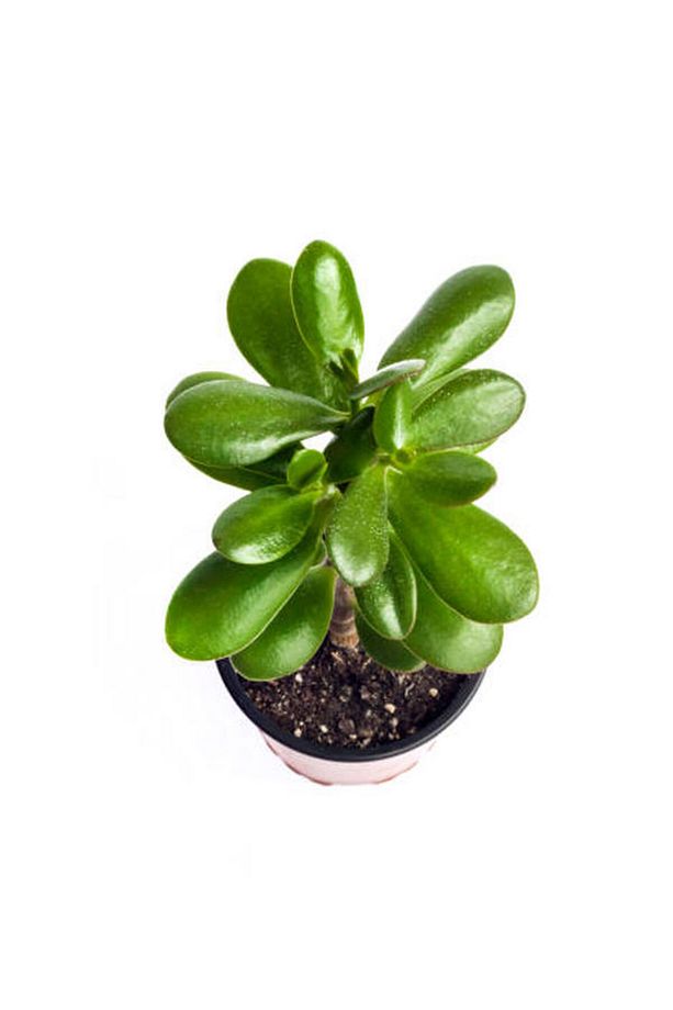 Videolu Şans Para Ağacı Çiçeği 1 Adet Saksılı 20-30cm Iç Mekan Salon Bitkisi (CRASSULA) - 4