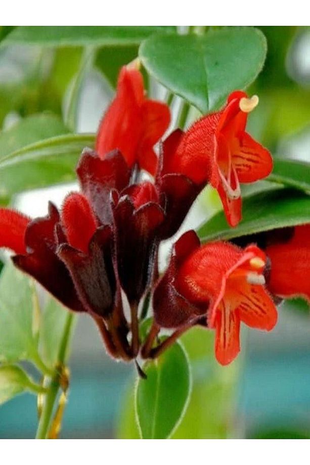 Videolu Askıda Ruj Çiçeği 1 Adet Saksılı 20-30cm Iç Mekan Balkon Bitkisi (AESCHYNANTHUS) - 4