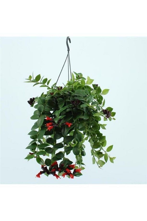 Videolu Askıda Ruj Çiçeği 1 Adet Saksılı 20-30cm Iç Mekan Balkon Bitkisi (AESCHYNANTHUS) - 5