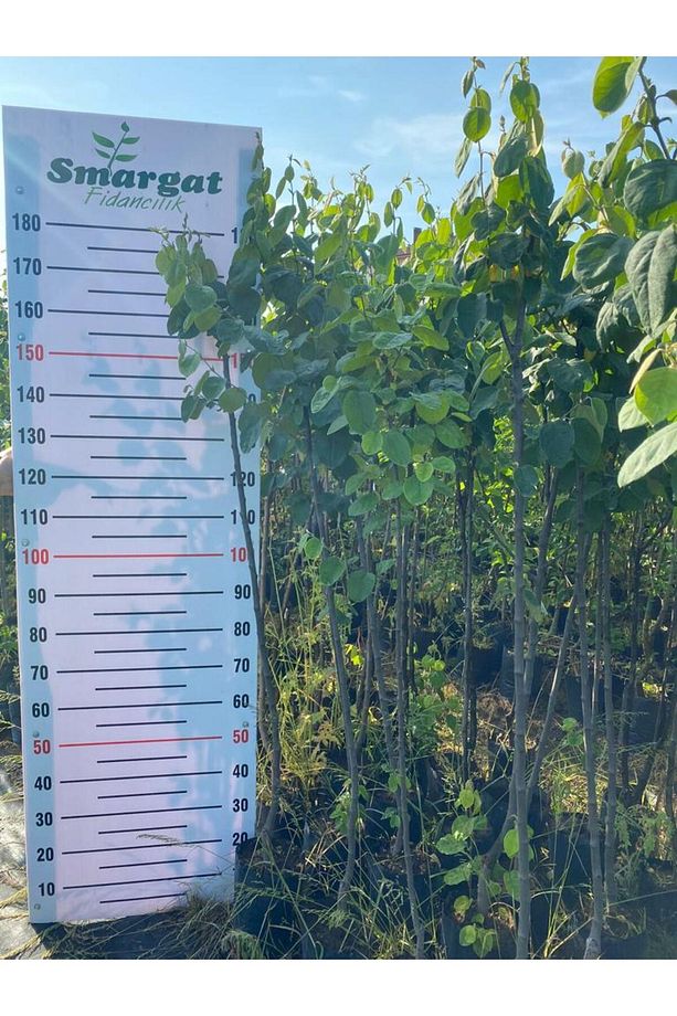 (2 ADET)Tüplü 3 Yaş Ayva Fidanı Aşılı Ekmek Ayvası 150-180cm - 3