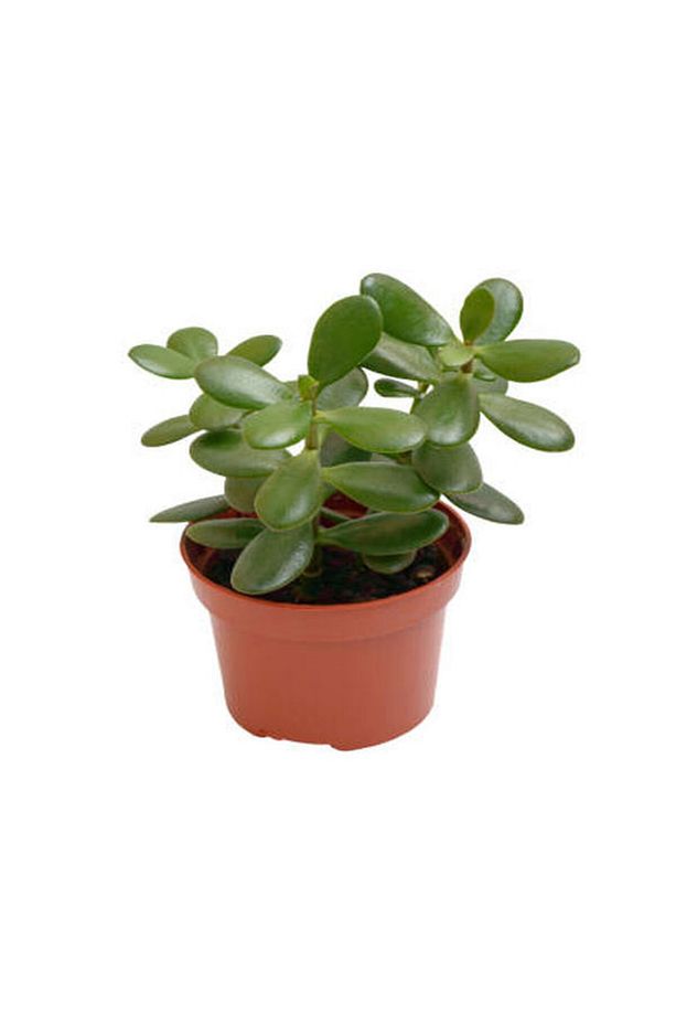Videolu Şans Para Ağacı Çiçeği 1 Adet Saksılı 20-30cm Iç Mekan Salon Bitkisi (CRASSULA) - 2