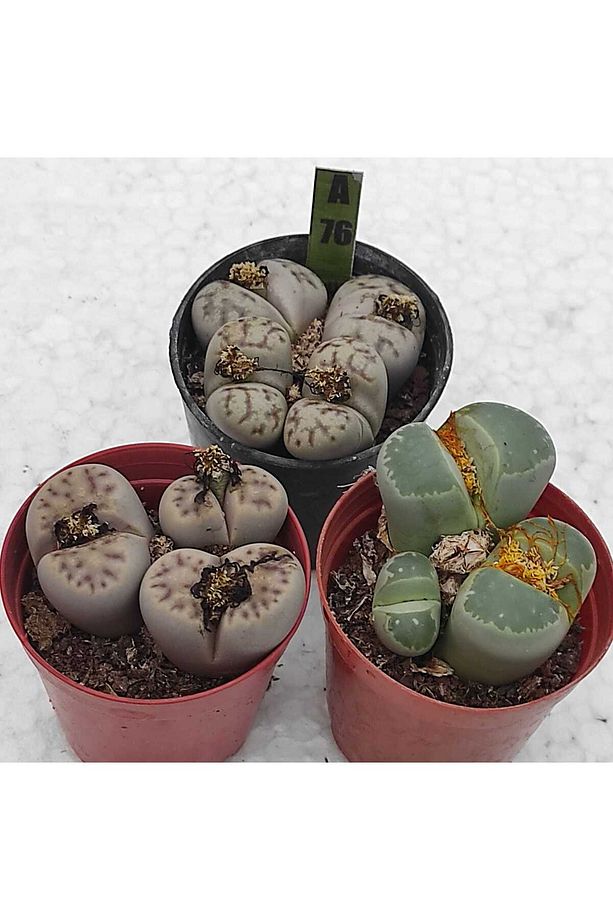 Taş kaktüs set- 3 adet herbiri 5.5 cm saksı-lithops-ref 22F/A76 - 2