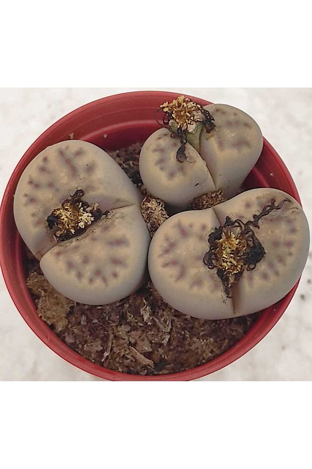 Taş kaktüs set- 3 adet herbiri 5.5 cm saksı-lithops-ref 22F/A76 - 4