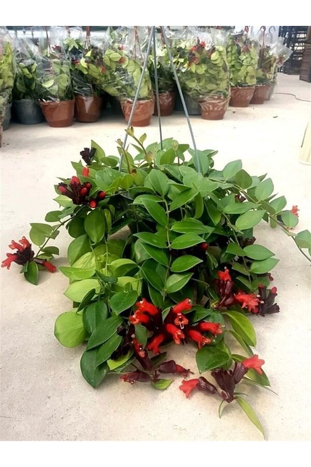 Videolu Askıda Ruj Çiçeği 1 Adet Saksılı 20-30cm Iç Mekan Balkon Bitkisi (AESCHYNANTHUS) - 1