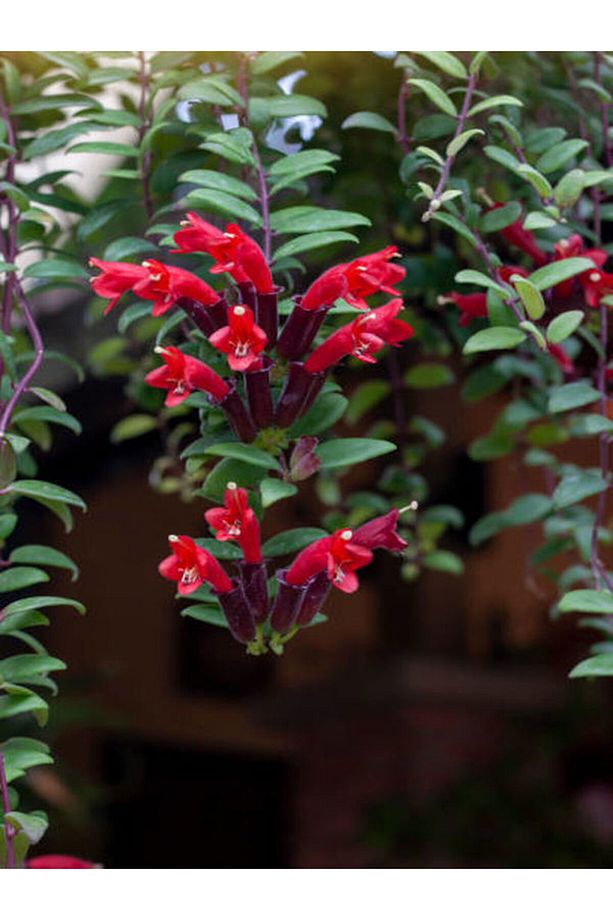 Videolu Askıda Ruj Çiçeği 1 Adet Saksılı 20-30cm Iç Mekan Balkon Bitkisi (AESCHYNANTHUS) - 3
