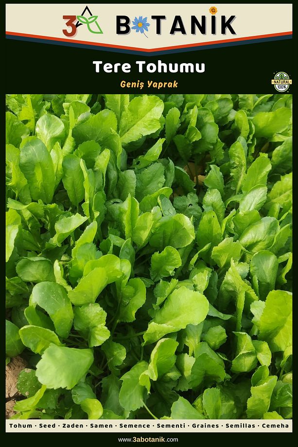 Tere Tohumu, Yaprakları Geniş Aromatik Çeşit, 4 Gram/2.000-2.500 Adet Tohum - 1