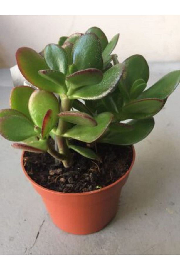 Videolu Şans Para Ağacı Çiçeği 1 Adet Saksılı 20-30cm Iç Mekan Salon Bitkisi (CRASSULA) - 3