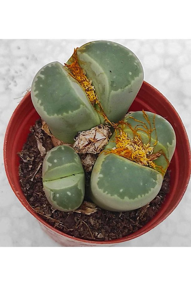 Taş kaktüs set- 3 adet herbiri 5.5 cm saksı-lithops-ref 22F/A76 - 5