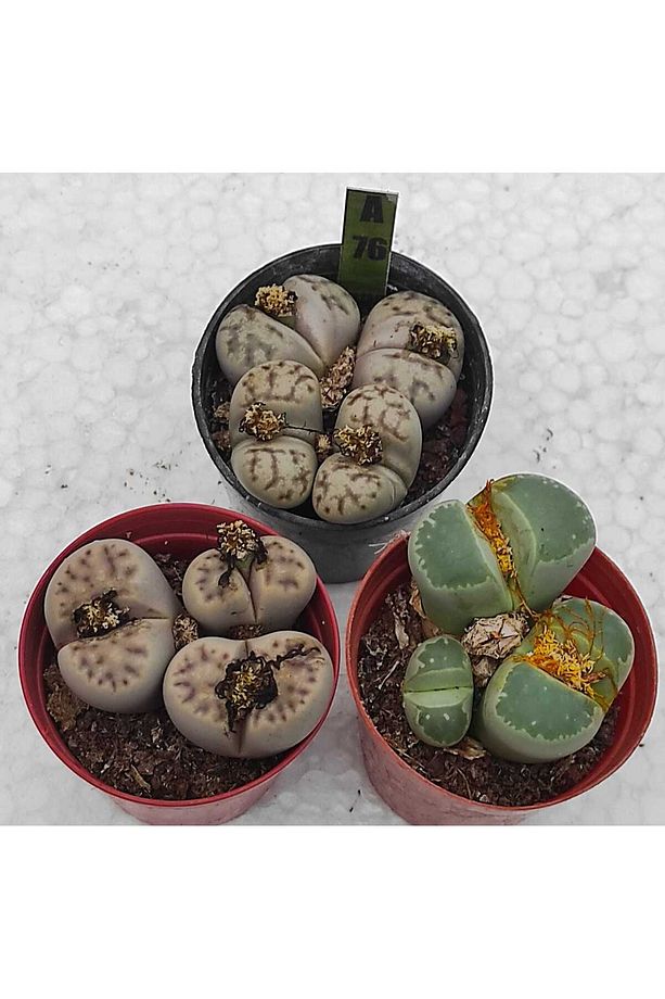 Taş kaktüs set- 3 adet herbiri 5.5 cm saksı-lithops-ref 22F/A76 - 1