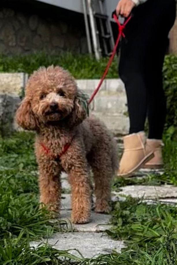 Köpek Göğüs Gövde Tasma Ve Kayış Takımı (HEPSİ BİR ARADA SİSTEM) - 3