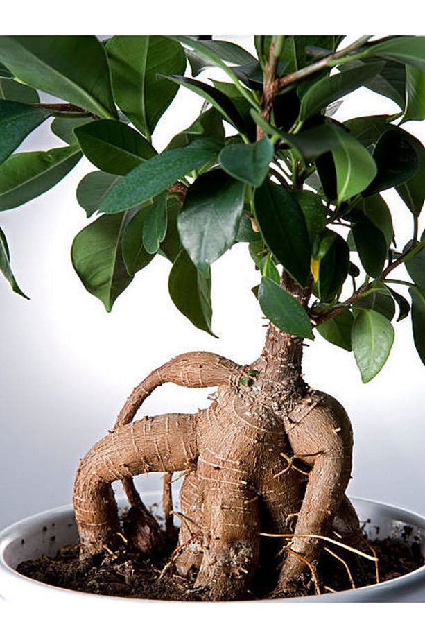 Videolu Ginseng Bonsai 1 Adet Saksılı 40-60 Cm Iç Mekan Salon Ofis Bitkisi (FİCUS MİCROCARPA) - 1